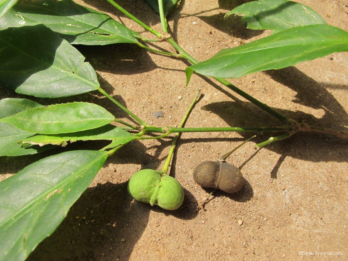 Cleidion javanicum Blume